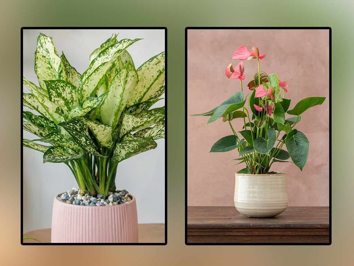 Have You Seen These Plants That Naturally Purify Indoor Air1