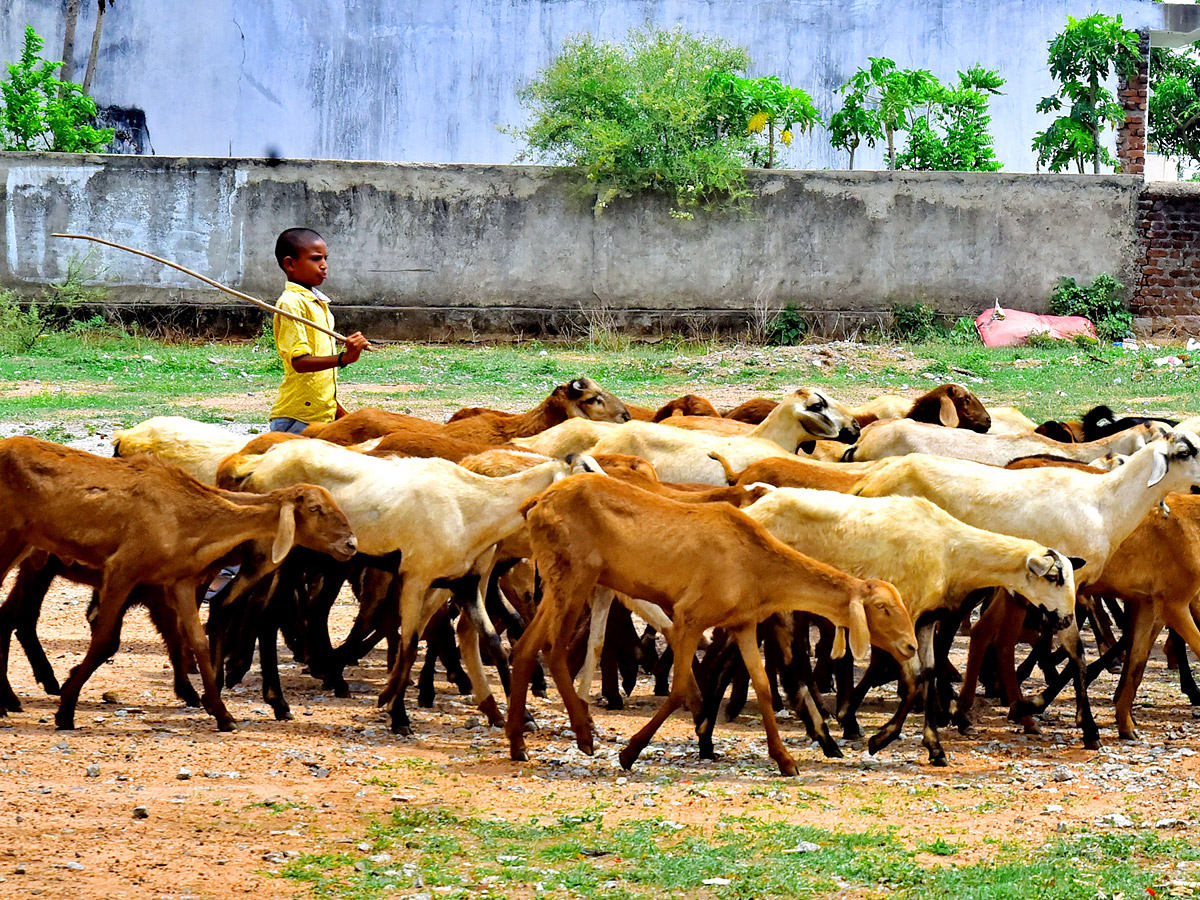 Best Photos of The Day in AP and Telangana Photo Gallery4