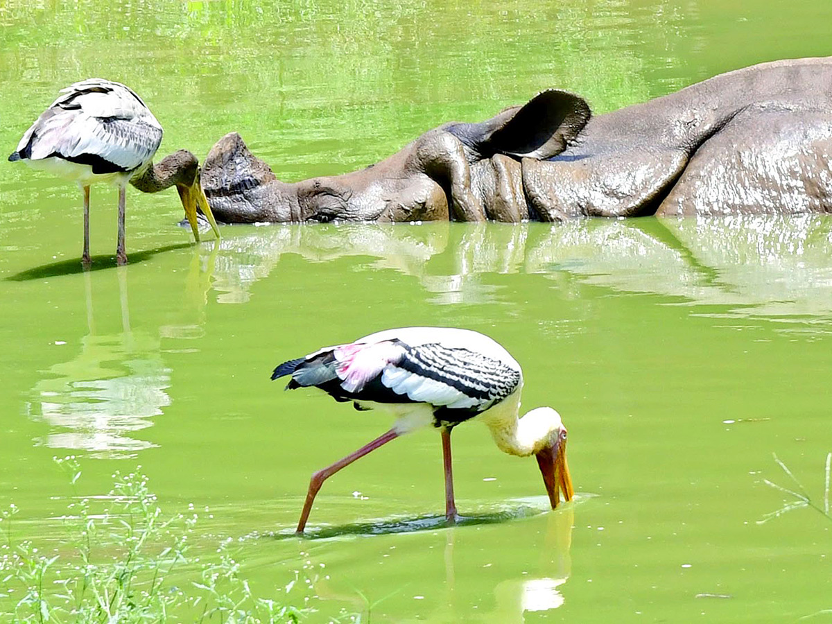 Best Photos of The Day in AP and Telangana Photo Gallery13