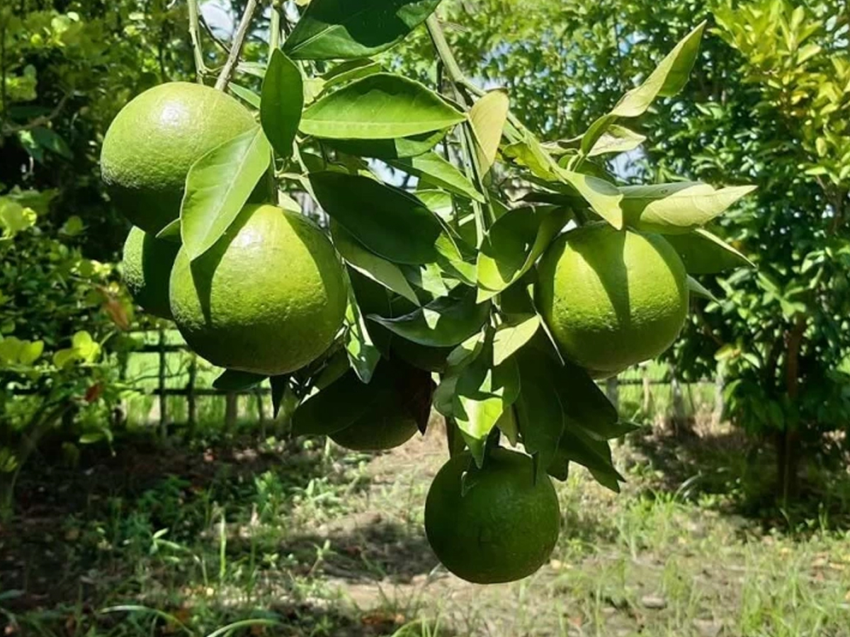 Monsoon Seasonal & Delicious Fruits Of India: See Photos9