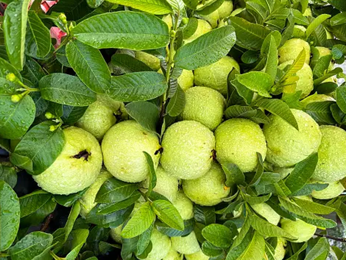 Monsoon Seasonal & Delicious Fruits Of India: See Photos10