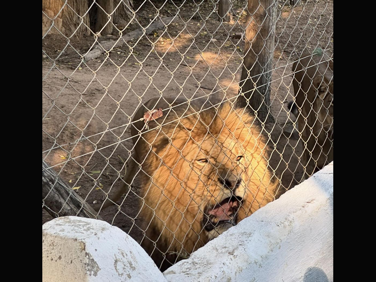 Abhishek Sharma Visited Zoo Along With Shubman Gill And His Teammates8