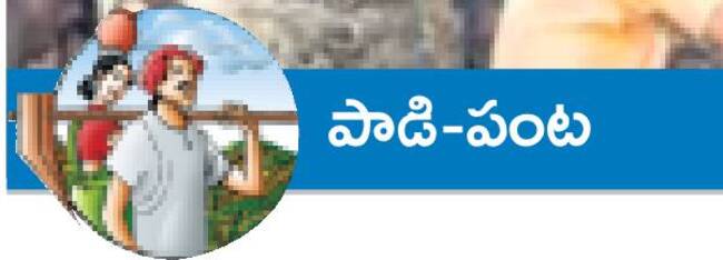 సంరక్షణతో పశు సంపద1