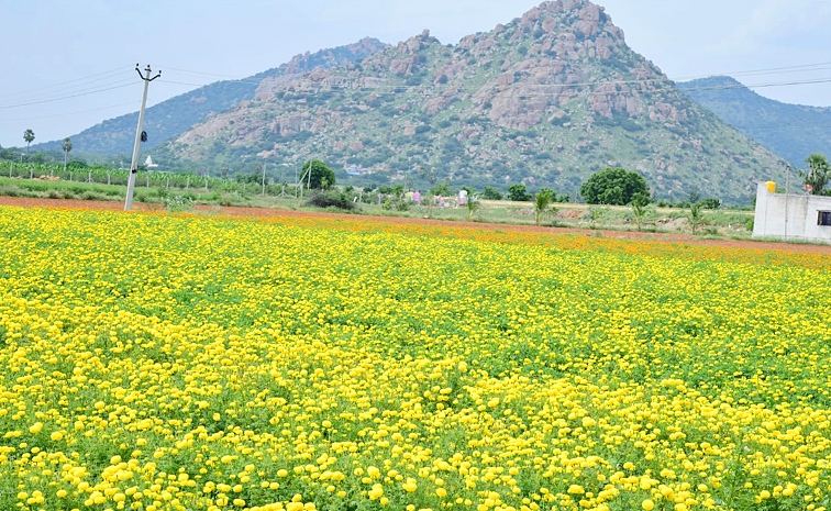 Flower garden In Satya Sai District Dharmavaram Photos10