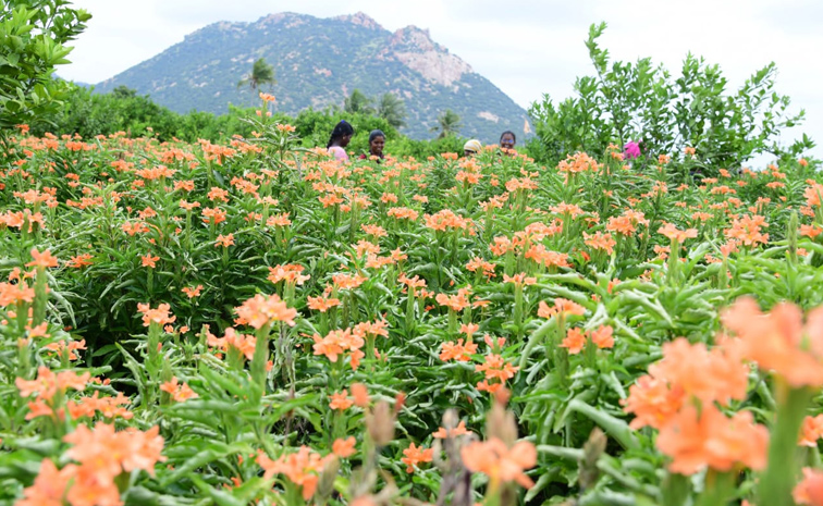 Flower garden In Satya Sai District Dharmavaram Photos11