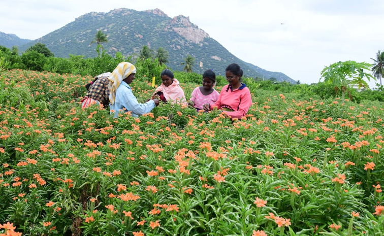 Flower garden In Satya Sai District Dharmavaram Photos12