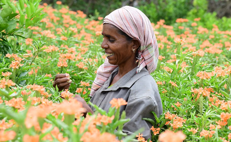 Flower garden In Satya Sai District Dharmavaram Photos13