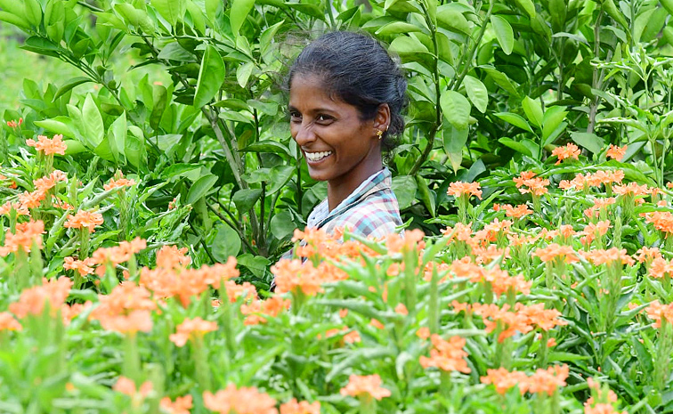 Flower garden In Satya Sai District Dharmavaram Photos15