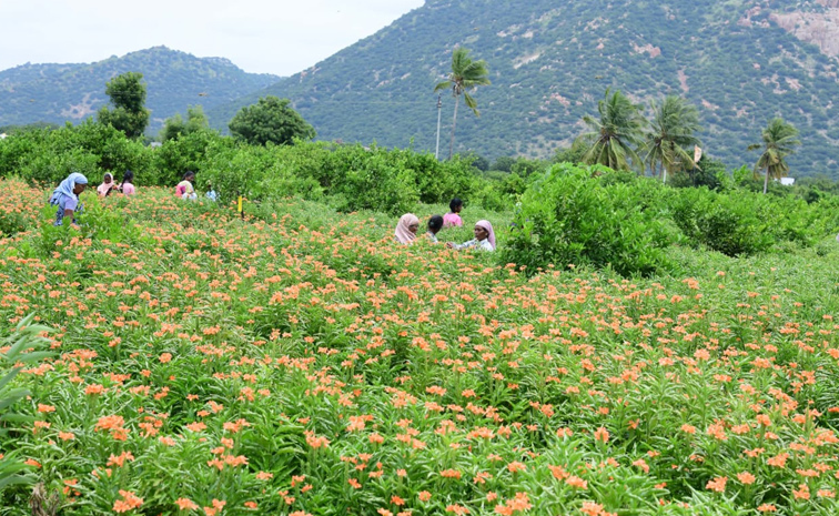 Flower garden In Satya Sai District Dharmavaram Photos16