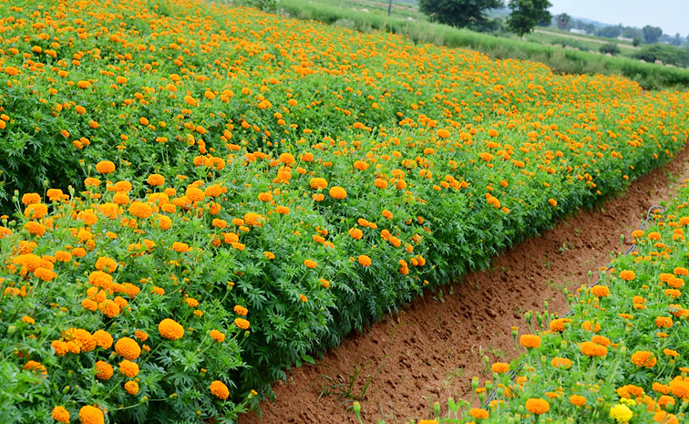 Flower garden In Satya Sai District Dharmavaram Photos2