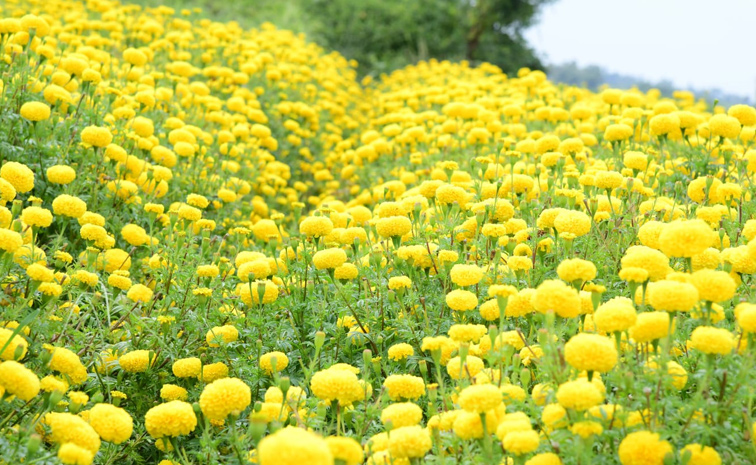 Flower garden In Satya Sai District Dharmavaram Photos3