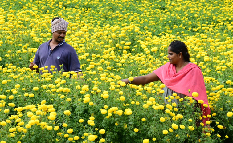 Flower garden In Satya Sai District Dharmavaram Photos4