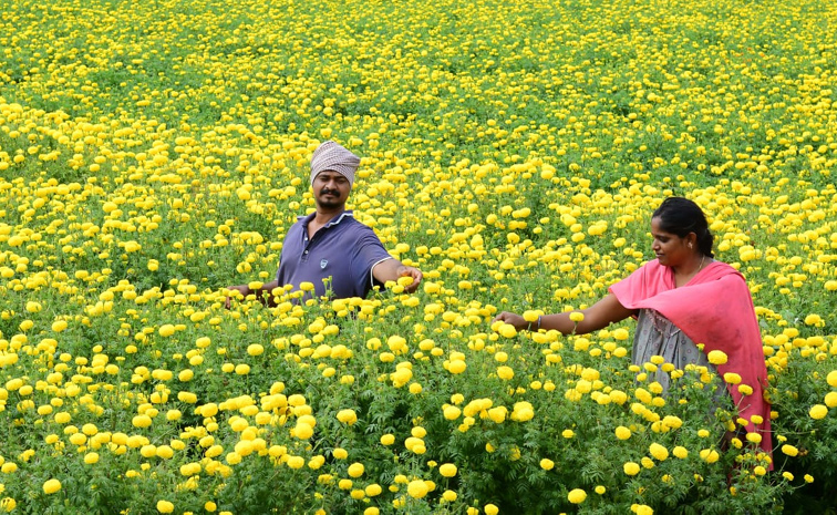 Flower garden In Satya Sai District Dharmavaram Photos5