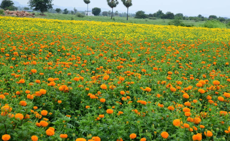 Flower garden In Satya Sai District Dharmavaram Photos6