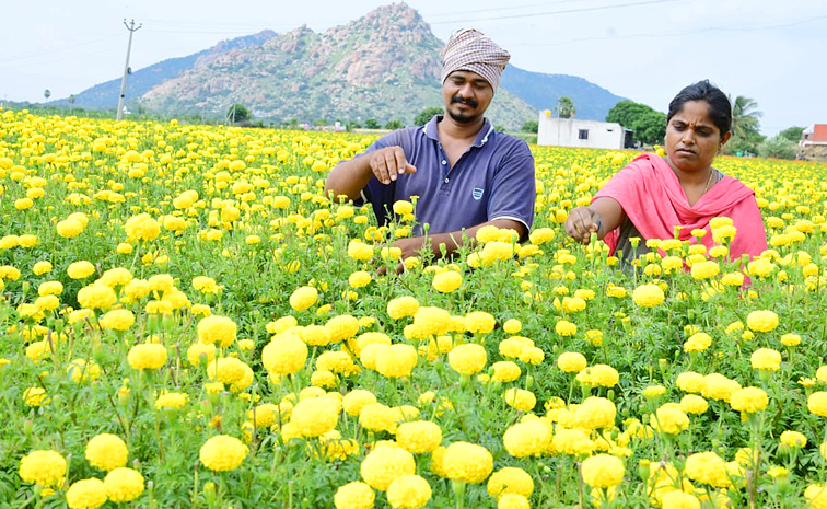 Flower garden In Satya Sai District Dharmavaram Photos7