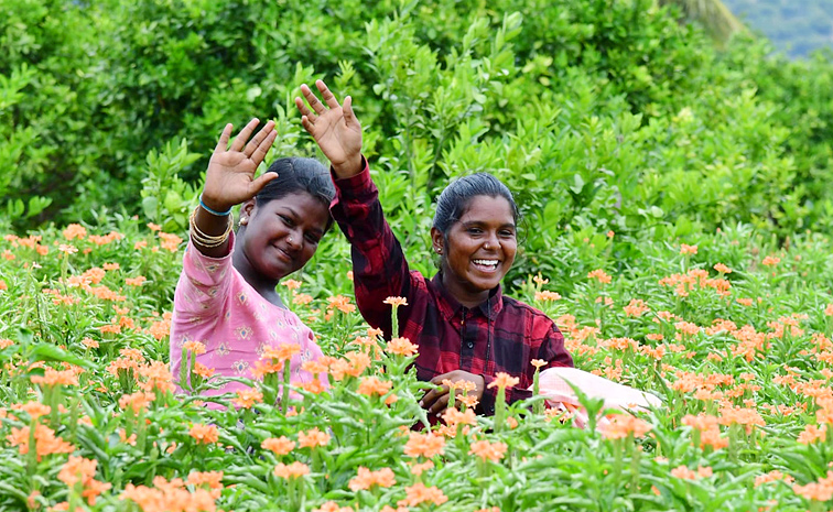 Flower garden In Satya Sai District Dharmavaram Photos8