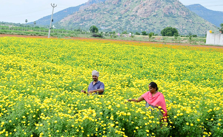 Flower garden In Satya Sai District Dharmavaram Photos9