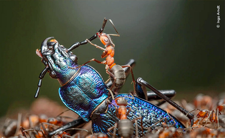 Wildlife photographer of the year 2024: Winners and their pictures1