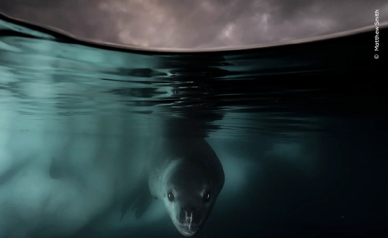 Wildlife photographer of the year 2024: Winners and their pictures2