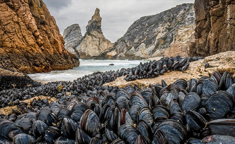 Wildlife photographer of the year 2024: Winners and their pictures6