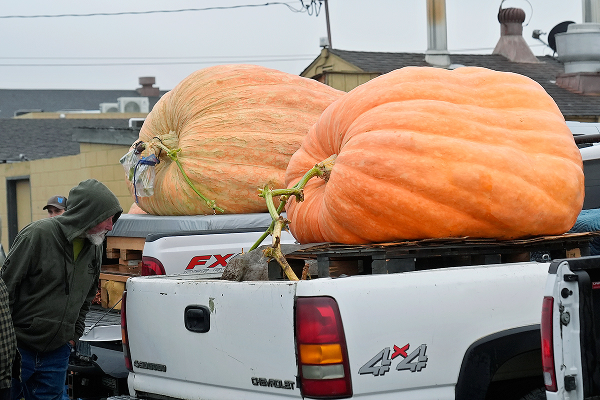 pumpkin weighed in at 2,471 pounds to win at the Safeway World Championship3