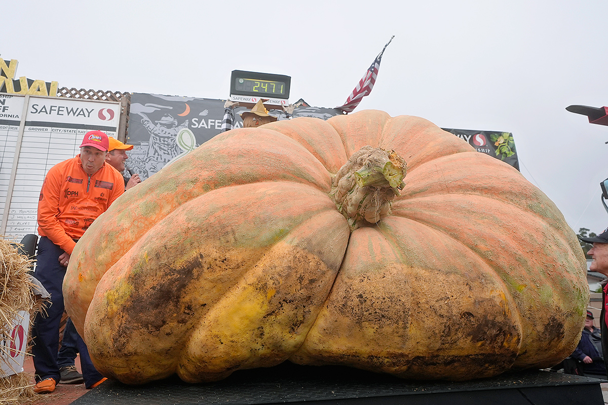 pumpkin weighed in at 2,471 pounds to win at the Safeway World Championship6