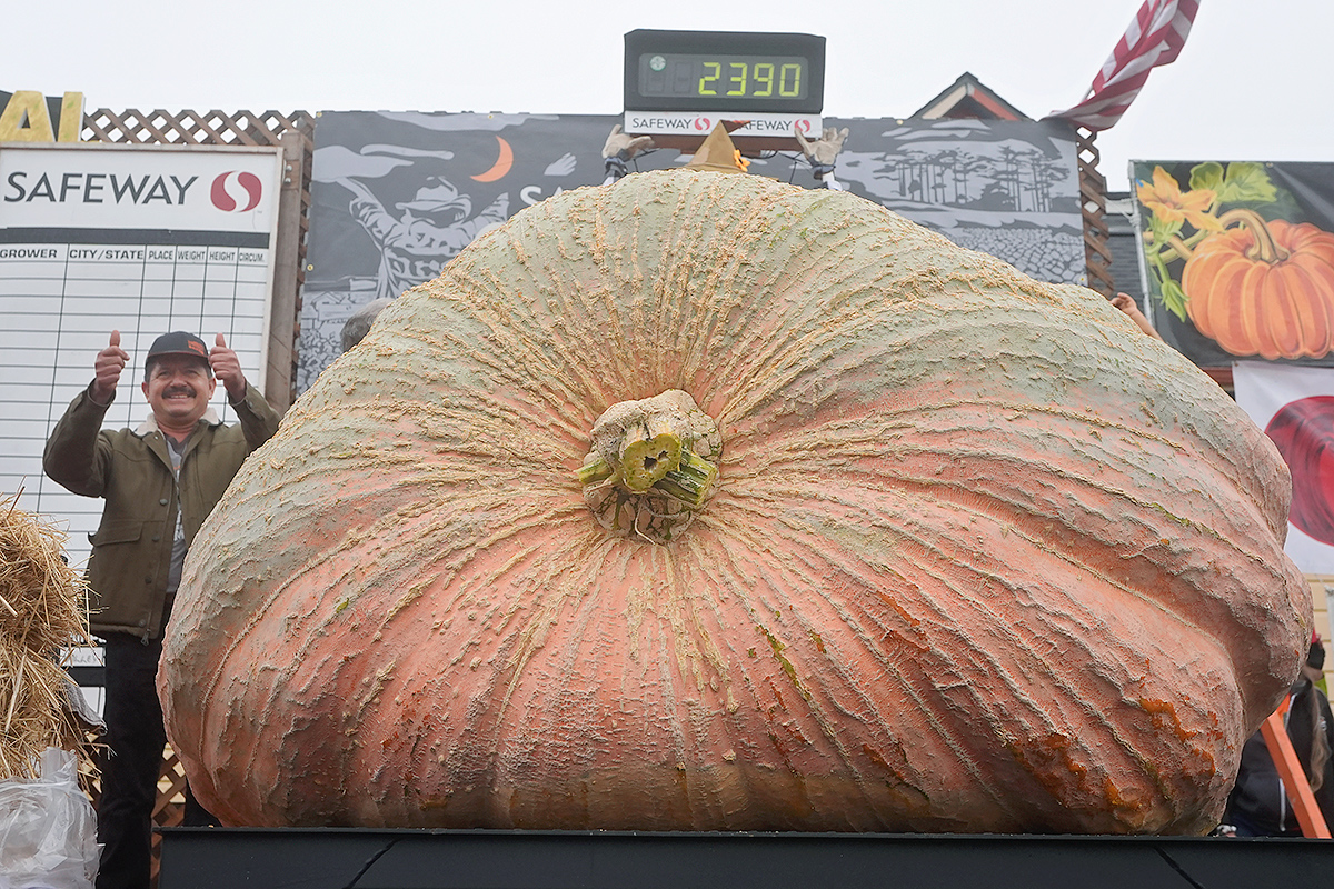 pumpkin weighed in at 2,471 pounds to win at the Safeway World Championship7