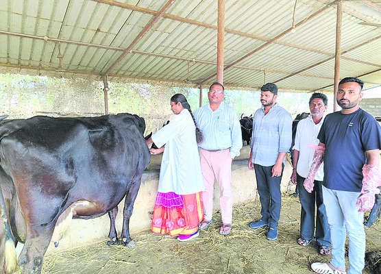 ముమ్మరంగా గాలికుంటు టీకాలు1