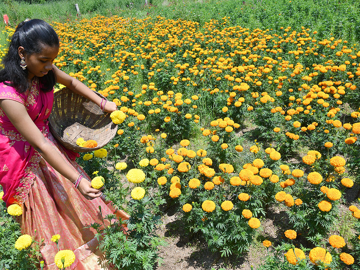 Bathukamma celebrations from today Photos26