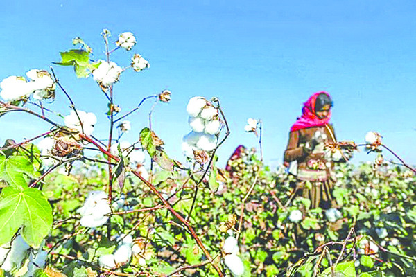 పత్తి రైతుకు వాట్సప్‌ సేవలు 1