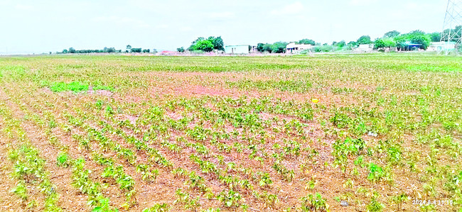 ●గ్రౌండ్‌ ట్రూథింగ్‌ పేరిట తప్పుడు నివేదిక 1