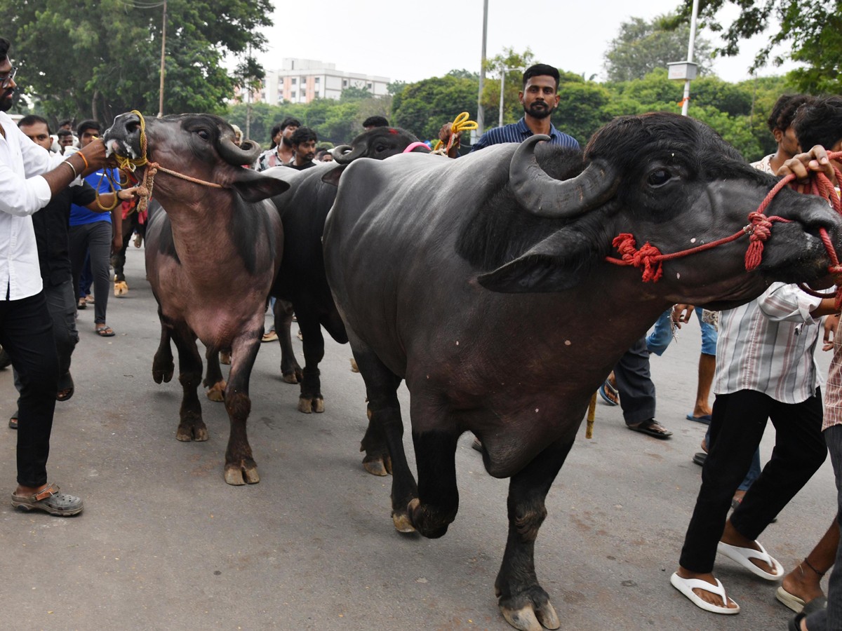 Grand Celebrations Of Sadar Festival In Hyderabad17