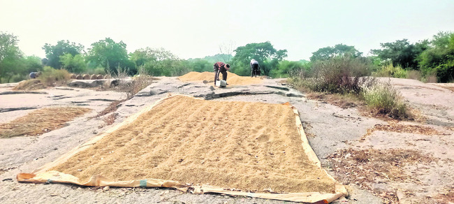 బండరాళ్లే ధాన్యం కల్లాలు 2