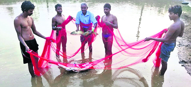 మత్స్యసిరులు1