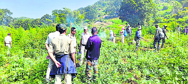 42 వేల గంజాయి మొక్కలు ధ్వంసం1