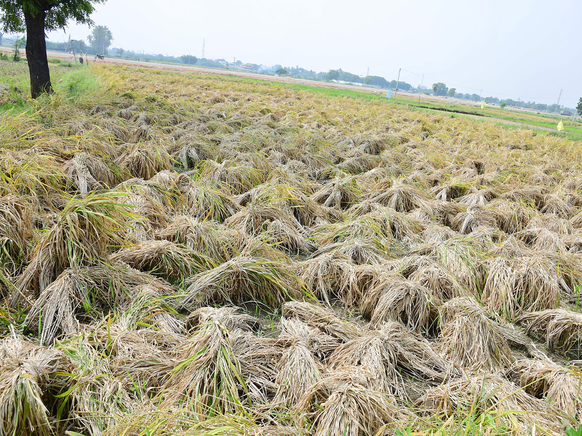 Best Photos of The Week in AP and Telangana Photo Gallery8