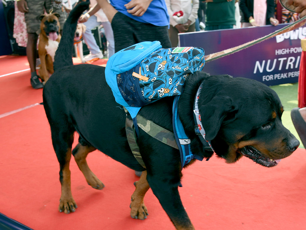 Pedigree Pro HyCan 20 24:  Grand Pet Show cats and dogs Photos12