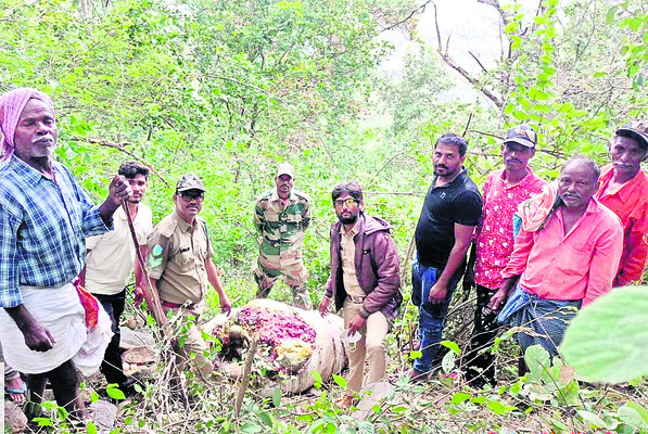 పెద్దపులి దాడిలో ఎద్దు మృతి 1