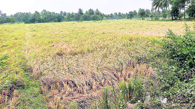 మబ్బులతో రైతులకు గుబులు2