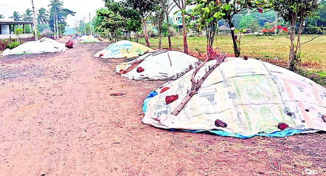 మబ్బులతో రైతులకు గుబులు1