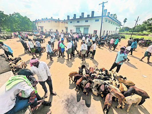 సెస్‌ను సగానికిపైగా నొక్కేస్తున్న వైనం 1