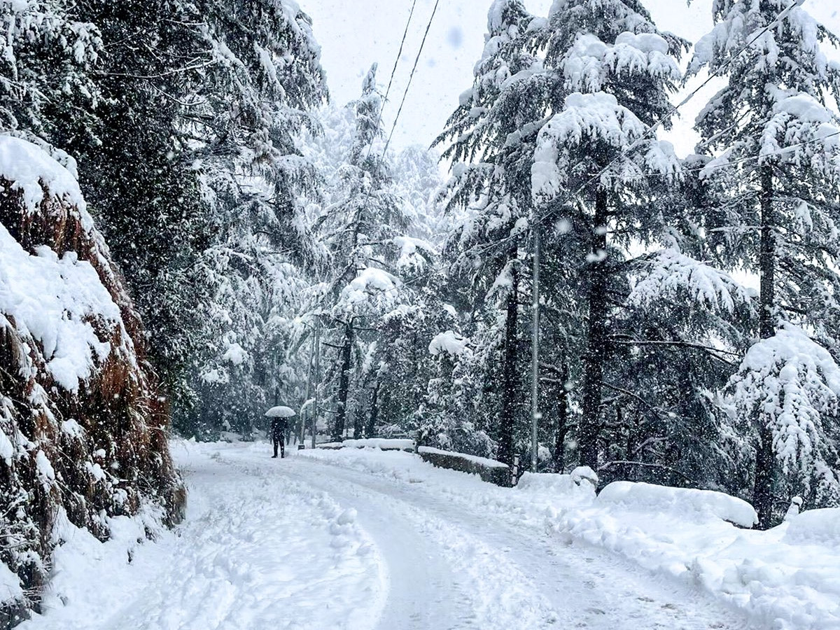 In Pics: Season's First Snowfall In Himachal Pradesh's Shimla19