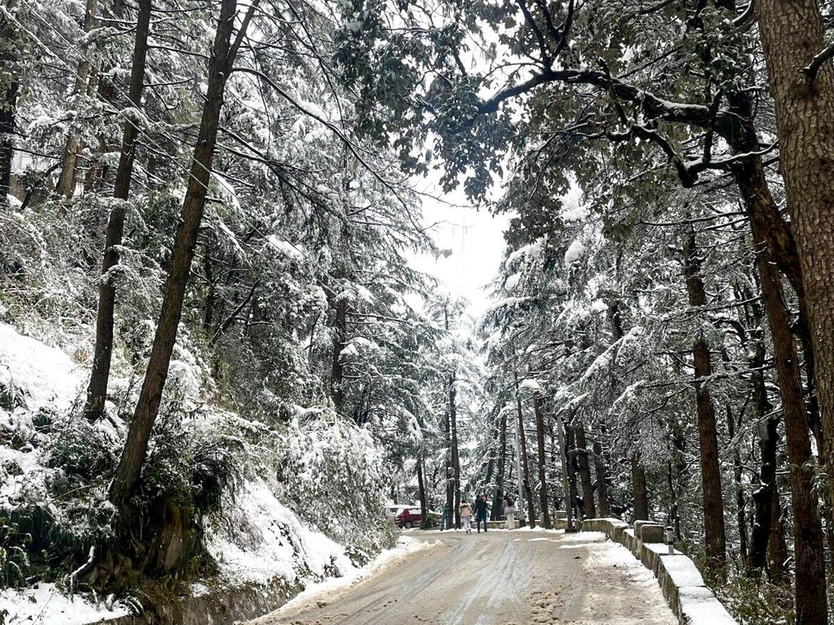 In Pics: Season's First Snowfall In Himachal Pradesh's Shimla20