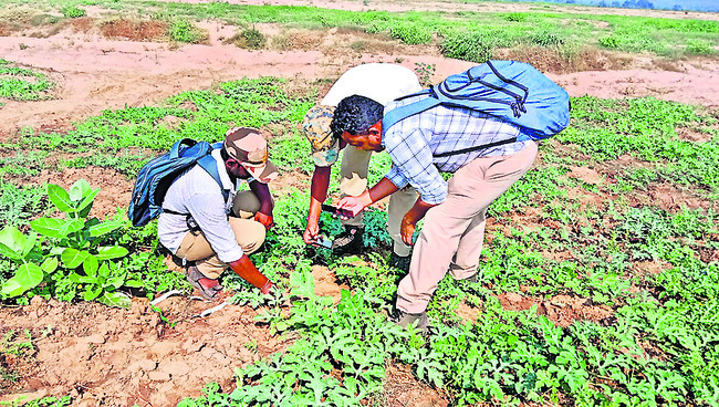 బెంగాల్‌ టైగర్‌ వచ్చేసింది! 1