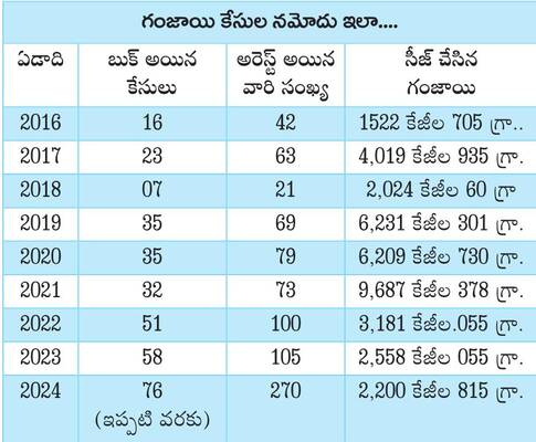 గంజాయి కేసులు నమోదు ఇలా....1