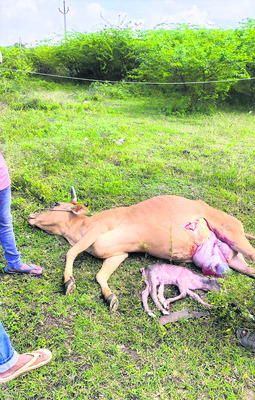 చోరీ కేసులో నిందితుల అరెస్టు 1