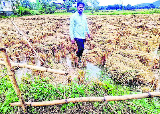 అకాల వర్షాలతో నష్టం 3