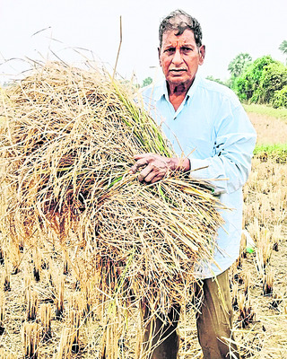 నీట మునిగిన  పంటలు..2