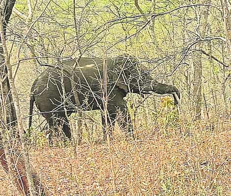 వణికించిన పులి, ఏనుగు2