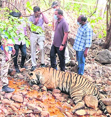 వణికించిన పులి, ఏనుగు1